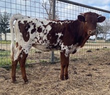 RR Bankin' on Sundog