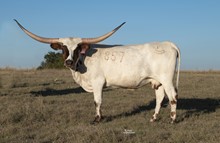 DH COWGIRL TEMPTATION