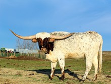 HELM Miss Smoky Gale 361