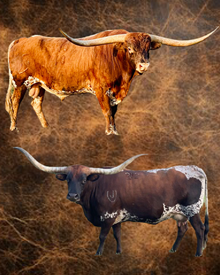 EMBRYO HEIFER SEXED (6)