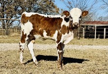 Steppin Out Honey FR 3/5