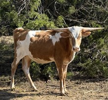 Pretty As A Rose SRC