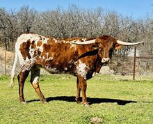 Lady Chex 7/3